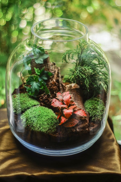 moss terrarium, Stable Diffusion